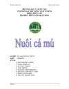 Kỹ thuật nuôi cá mú