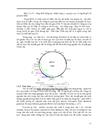 Thiết kế Ti plasmid tái tổ hợp pBI121 mang gen mã hóa kháng nguyên glycoprotein của virus dại phục vụ chuyển gen