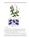 CÂY DỪA CẠN Catharanthus roseus VÀ NHÓM HỢP CHẤT VINCA ALKALOID