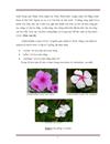 CÂY DỪA CẠN Catharanthus roseus VÀ NHÓM HỢP CHẤT VINCA ALKALOID