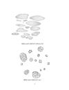 Công nghệ sản xuất Cyclodextrine