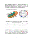 ỨNG DỤNG KHO A PHÂN LOẠI HÌNH THÁI VÀ VÙNG 16S rRNA TRÊN DNA TY THỂ TRONG ĐỊNH DANH CÁ BỘT THUỘC HỌ Pangasiidae