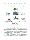 XÂY DỰNG CƠ SỞ DỮ LIỆU HAI GENE HSP 70 và REVERSE TRANSCRIPTE RNaseH Ở MỘT SỐ LOÀI VIRUS THỰC VẬT