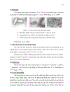 ỨNG DỤNG PHƯƠNG PHÁP IN SITU HYBRIDIZATION ĐỂ CHẨN ĐOÁN MẦM BỆNH WSSV White Spot Syndrome Virus TRÊN TÔM SÚ Penaeus monodon VÀ TSV Taura Syndrome