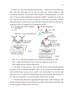 ỨNG DỤNG PHƯƠNG PHÁP IN SITU HYBRIDIZATION ĐỂ CHẨN ĐOÁN MẦM BỆNH WSSV White Spot Syndrome Virus TRÊN TÔM SÚ Penaeus monodon VÀ TSV Taura Syndrome