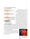 ỨNG DỤNG PHƯƠNG PHÁP IN SITU HYBRIDIZATION ĐỂ CHẨN ĐOÁN MẦM BỆNH WSSV White Spot Syndrome Virus TRÊN TÔM SÚ Penaeus monodon VÀ TSV Taura Syndrome