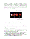 SỬ DỤNG KỸ THUẬT DAS ELISA VÀ RT PCR ĐỂ PHÁT HIỆN VIRUS GÂY BỆNH ĐỐM VÕNG TRÊN CÂY ĐU ĐỦ Papaya ringspot virus TẠI HAI TỈNH ĐỒNG NAI VÀ ĐỒNG THÁP