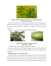 SỬ DỤNG KỸ THUẬT DAS ELISA VÀ RT PCR ĐỂ PHÁT HIỆN VIRUS GÂY BỆNH ĐỐM VÕNG TRÊN CÂY ĐU ĐỦ Papaya ringspot virus TẠI HAI TỈNH ĐỒNG NAI VÀ ĐỒNG THÁP