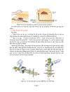 Đóng gói MAP Modified Atmosphere Packaging cho sản phẩm thịt