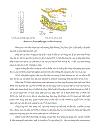 Nghiên cứu khả năng sinh Enzym PROTEASE của một số chủng nấm sợi phân lập từ rừng ngập mặn Cần Giờ