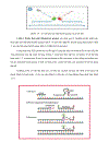 Xây dựng quy trình định lượng CYTOMEGALOVIRUS CMV trong máu nước tiểu bằng phương pháp REAL TIME PCR