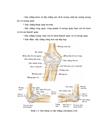 Đánh giá kết qủa phẫu thuật đục xương sửa trục khuỷu vẹo vào trong sau gẫy trên lồi cầu xương cánh tay trẻ em