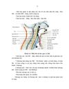 Nghiên cứu hình thái lâm sàng và chẩn đoán hình ảnh của áp xe vùng cổ