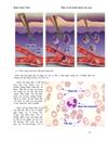 Tiểu luận máu vá các thành phần của máu