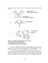 Trao doi protein