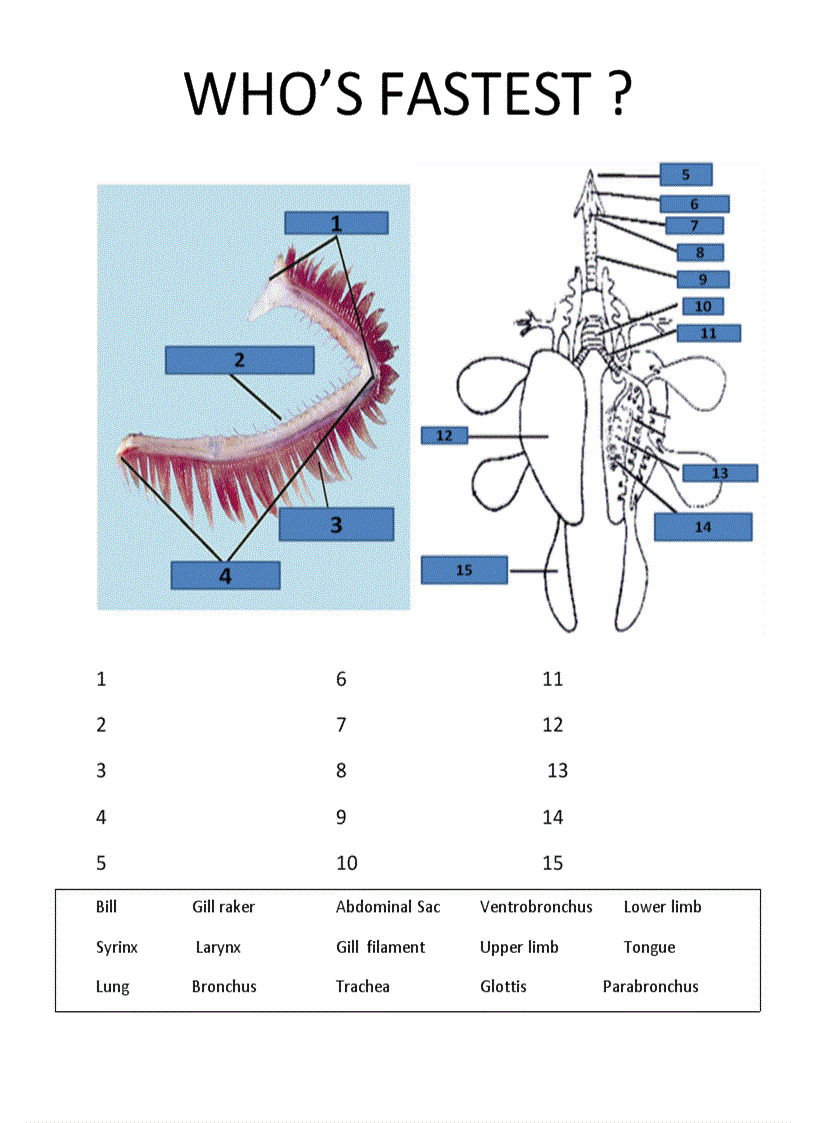 Seminar về hô hấp ở đvcxs