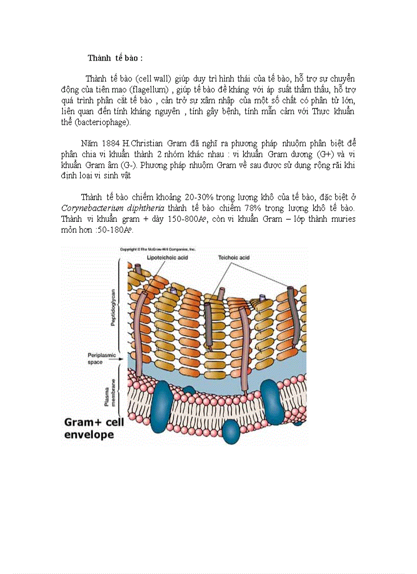 Cấu tạo thành tế bào