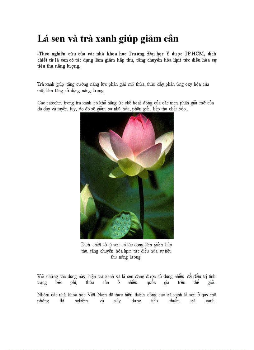 Lá sen trà xanh giúp giảm cân