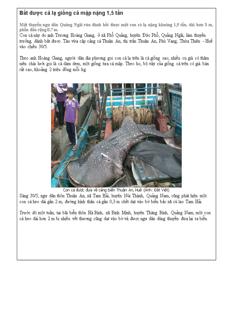 Huế bắt được cá lạ nặng 1 5 tấn