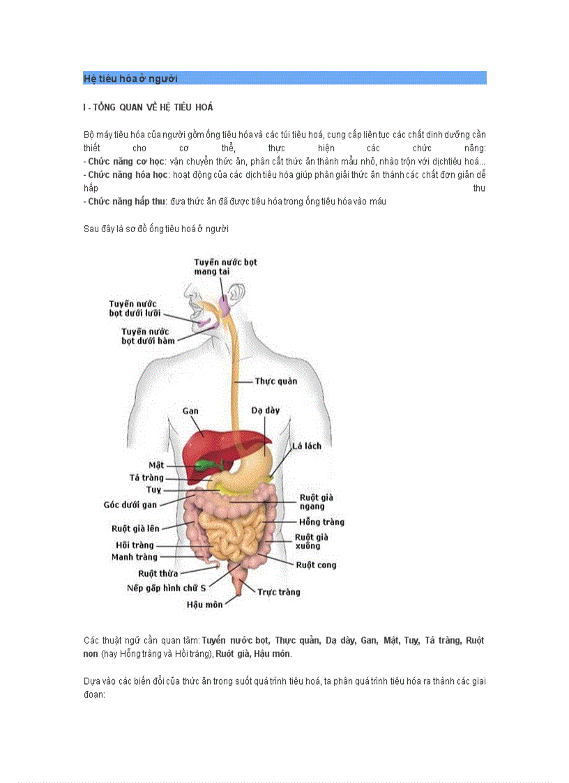 Hệ tiêu hóa ở người