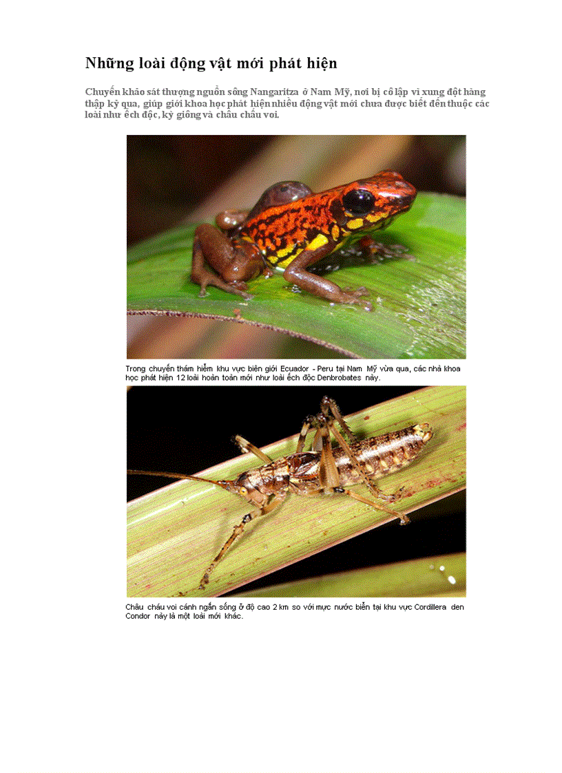 Những loài động vật mới phát hiện