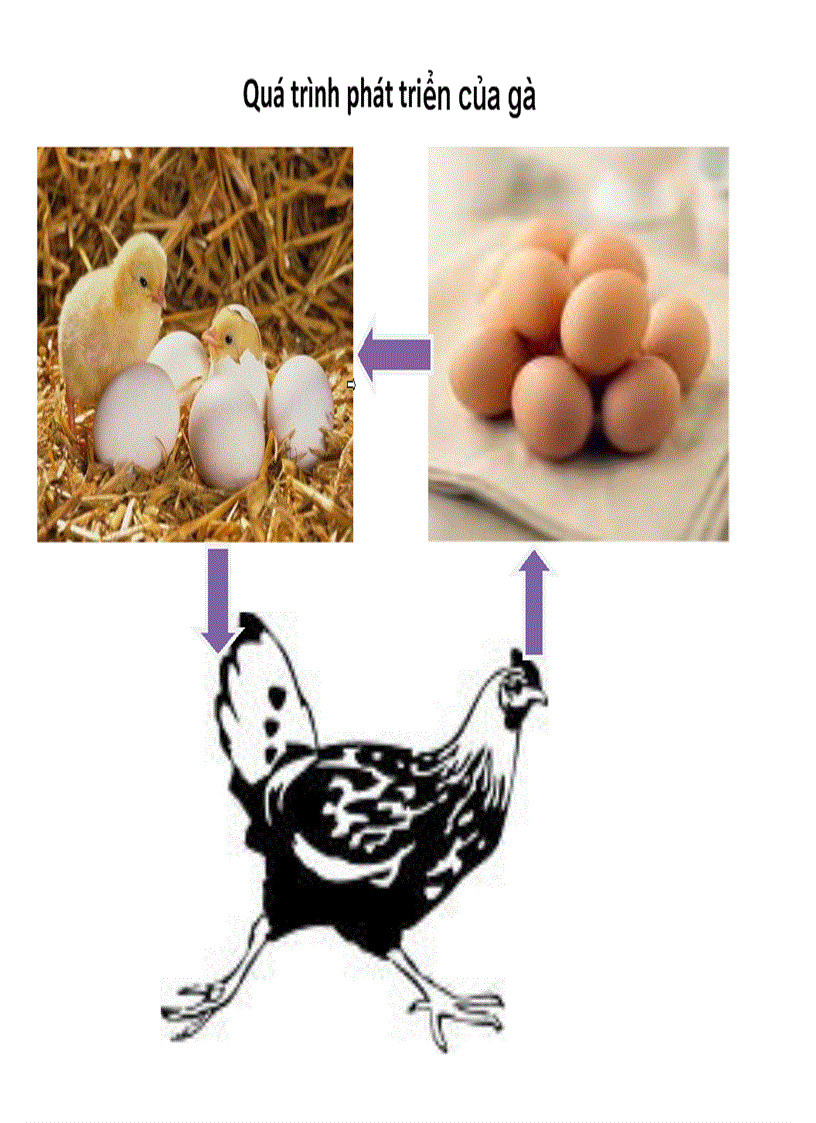 Qua trinh phat trien cua ga