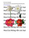 Hoa Cúc và các loại