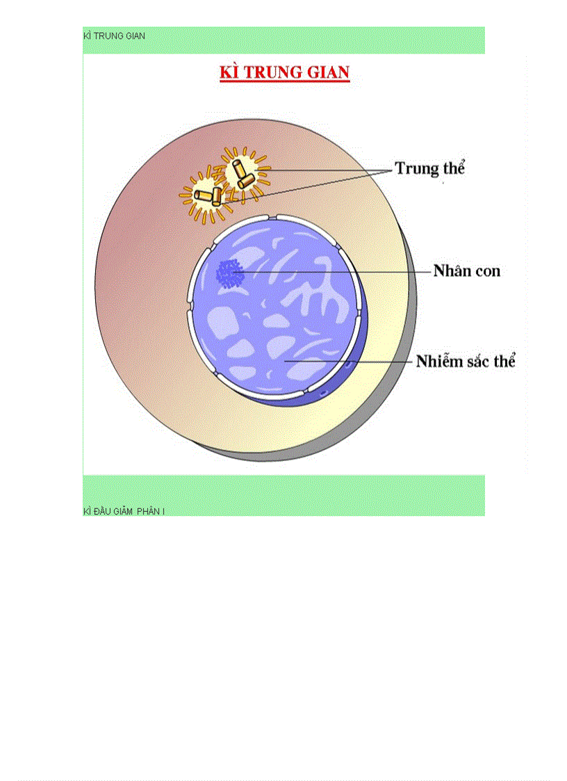 Các kì của giảm phân