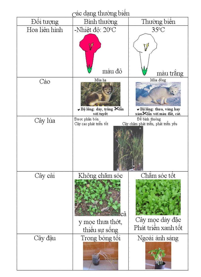 Thường biến biến dị