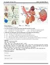 Giaáoán sinh học 8 mẫu soạn chi tiết Có hình minh họa năm 2009