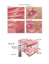 Hình ảnh sinh học 8 đầy đủ nhất Minh Bản Xen Lào Cai