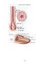 Hình ảnh sinh học 8 đầy đủ Nguyễn Văn Minh