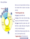 Sinh sản của tế bào