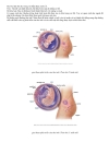 Hình Ảnh Quá Trình Phát Triển Thai Nhi