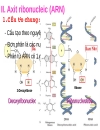 Axitnucleic