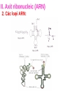 Axitnucleic