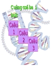 Axitnucleic