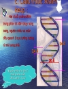 Axitnucleic