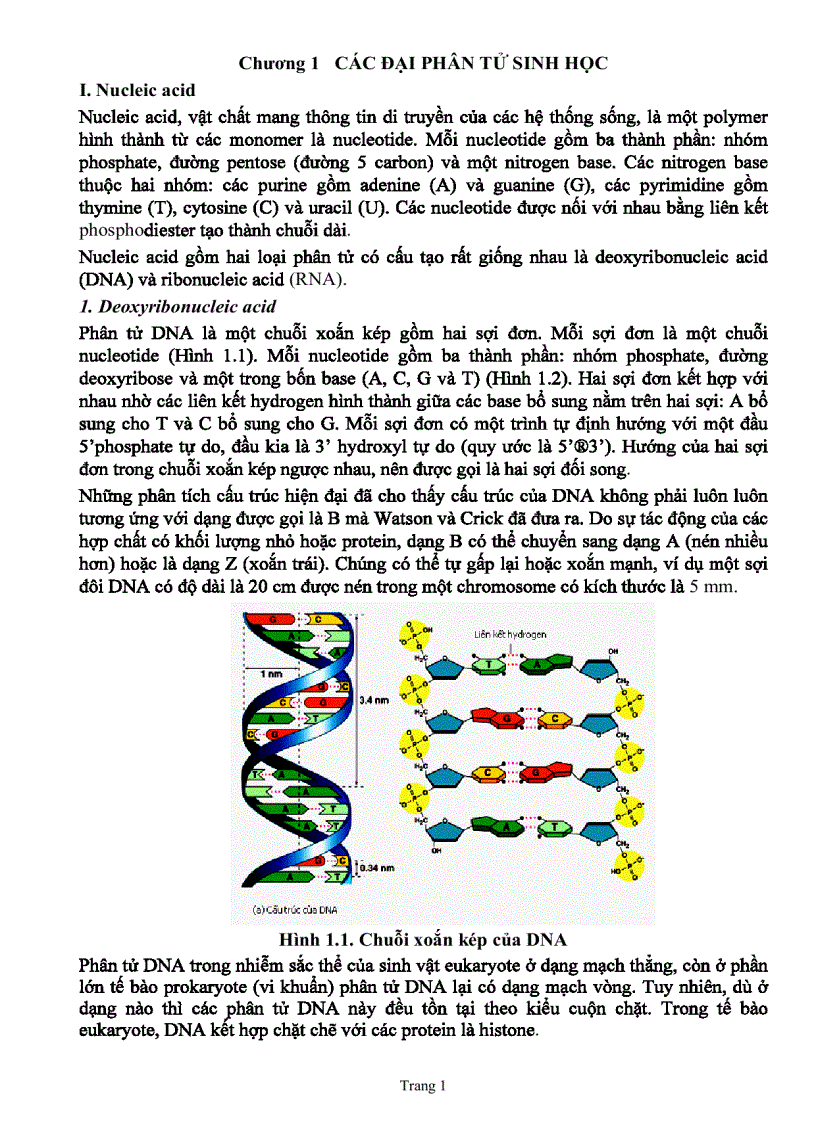 Giáo trình sinh học phân tử