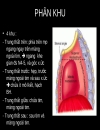 Giải phẩu tim