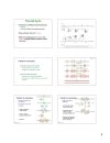 DNA synthesis