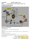 Sinh trưởng và phát triển ở thực vật P2