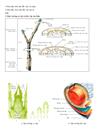 Sinh trưởng và phát triển ở thực vật P2
