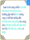 VI khuẩn lao