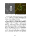 Ứng dụng công nghệ sinh học phân vi sinh
