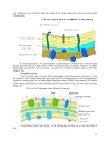 Giáo trình vi sinh vật đại cương