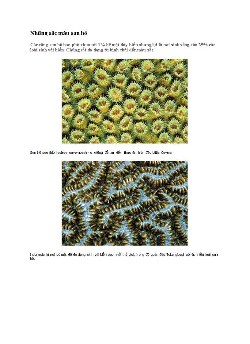 Những sắc màu san hô