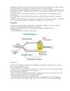 ADN Replication