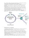 ADN Replication