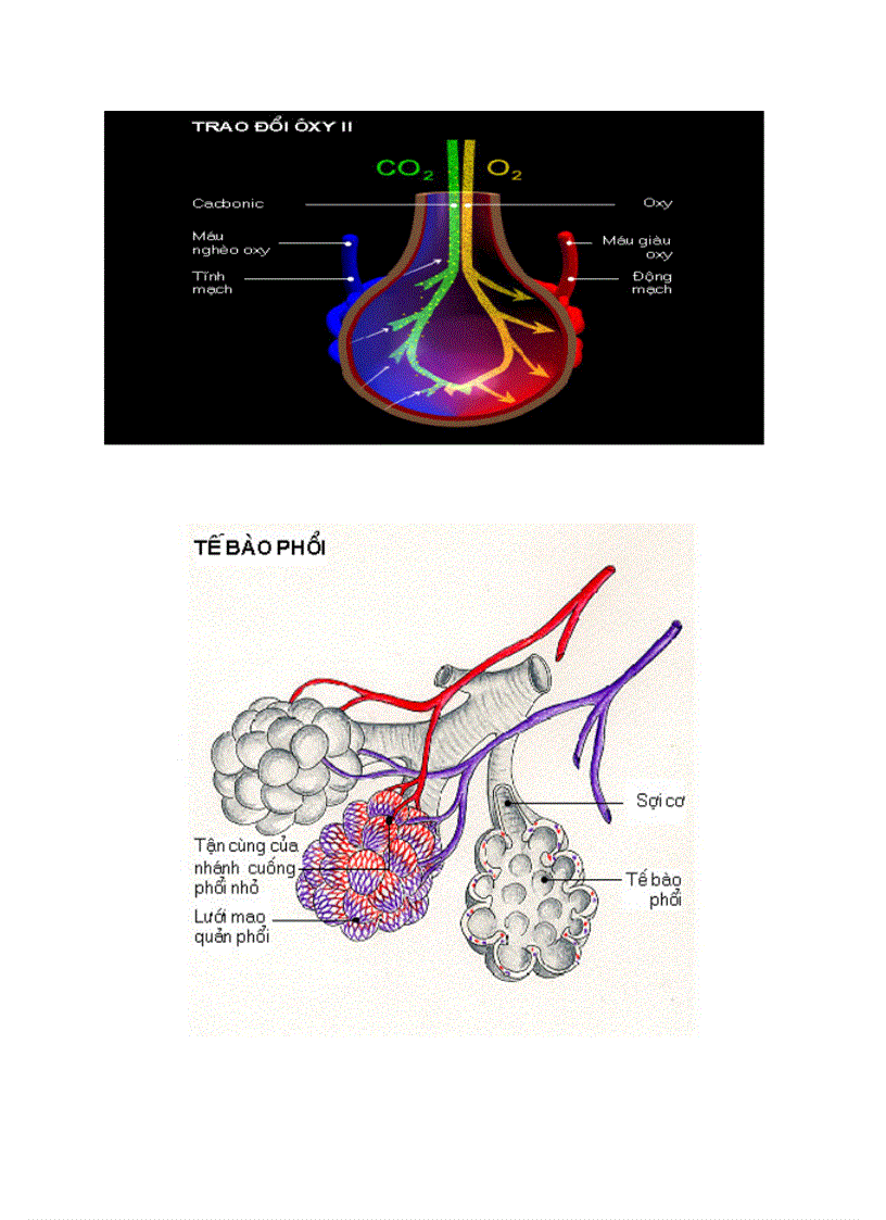 Hinh ảnh về Hô Hấp